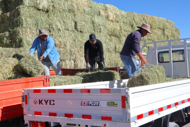 Codelco inicia entrega de forraje a ganaderos del Alto El Loa, Calama y Atacama La Grande