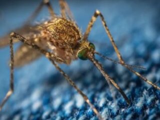 Repelentes naturales caseros contra pulgas y garrapatas para mascotas.