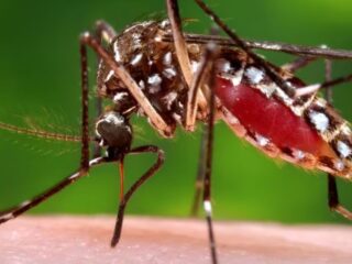 Qué hacer si encuentras al mosquito del Dengue y cómo reconocer la enfermedad