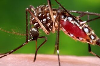 Qué hacer si encuentras al mosquito del Dengue y cómo reconocer la enfermedad
