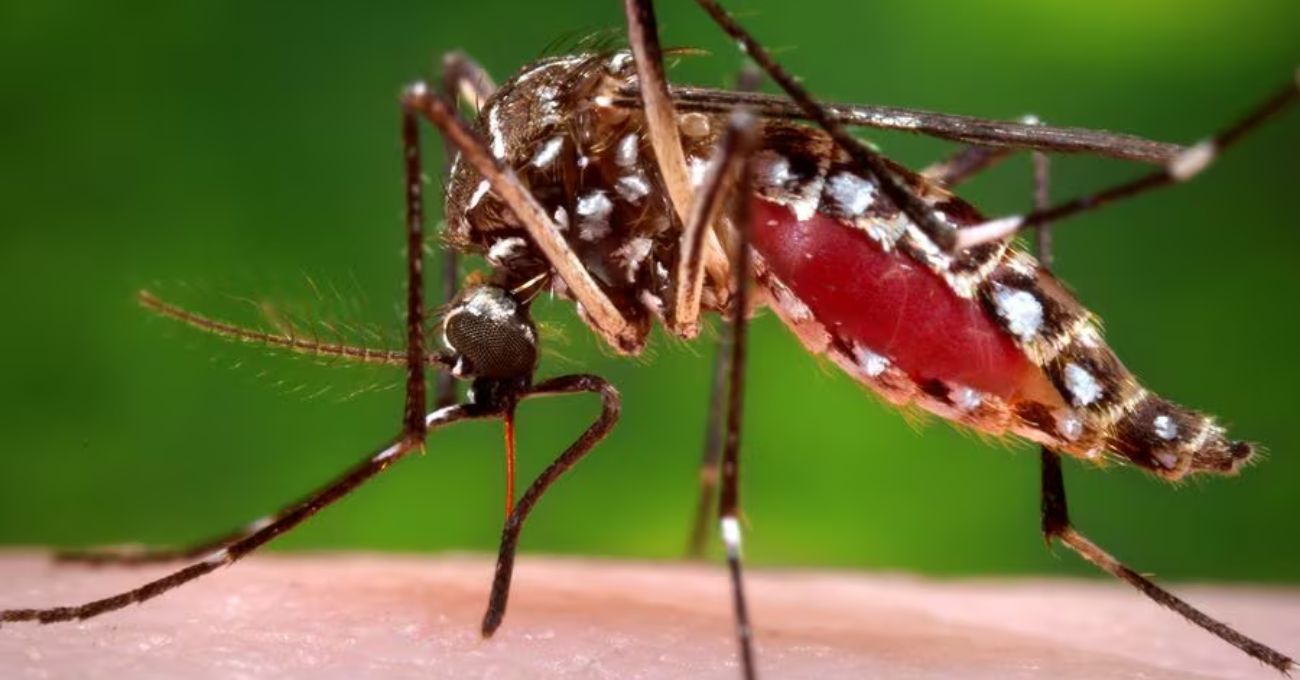Qué hacer si encuentras al mosquito del Dengue y cómo reconocer la enfermedad