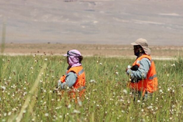 Ausenco: Contribuyendo con el conocimiento a la sostenibilidad en salares de alta sensibilidad ecológica y social