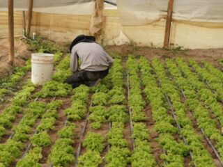 41 proyectos de desarrollo agrícola en Calama, Tocopilla y Alto El Loa con financiamiento del Fondo Agrícola Minera El Abra.
