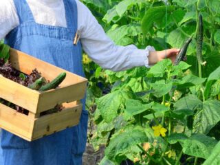 Indap busca trabajadores y ofrece sueldos que superan los $2 millones: Conoce los cargos disponibles