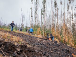 Comunidad de Penco lidera plantación de 1.800 especies nativas para restaurar hábitat tras incendios