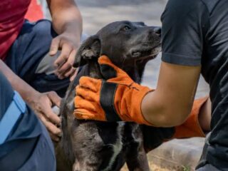 “Mascotas saludables”: 200 animales comunitarios recibirán atención veterinaria en María Elena