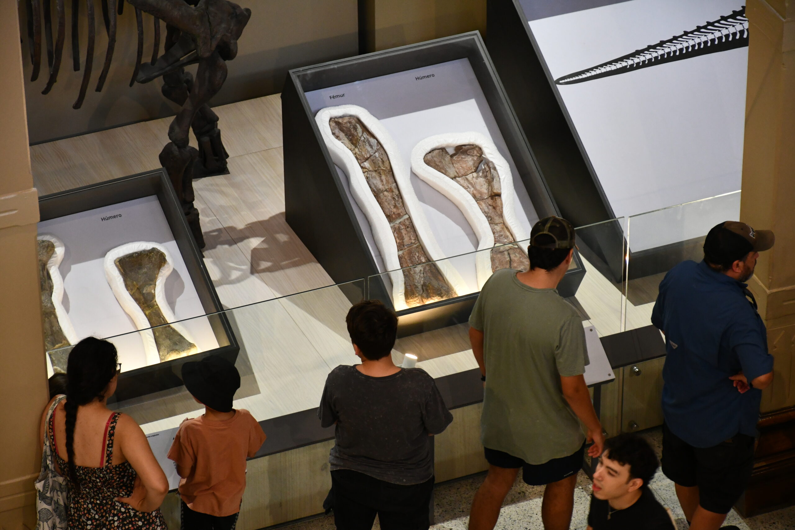 Muestra «Dinosaurios al Sur del Mundo» supera las 200.000 visitas en su primer mes y se consolida como un imperdible del verano