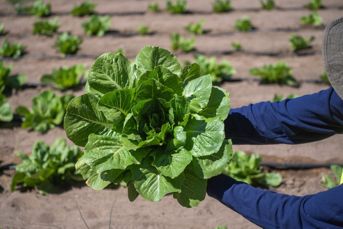 Estudiantes del Liceo de Pica integran su producción hortícola a la cadena de abastecimiento regional Estudiantes del Liceo de Pica integran su producción hortícola a la cadena de abastecimiento regional