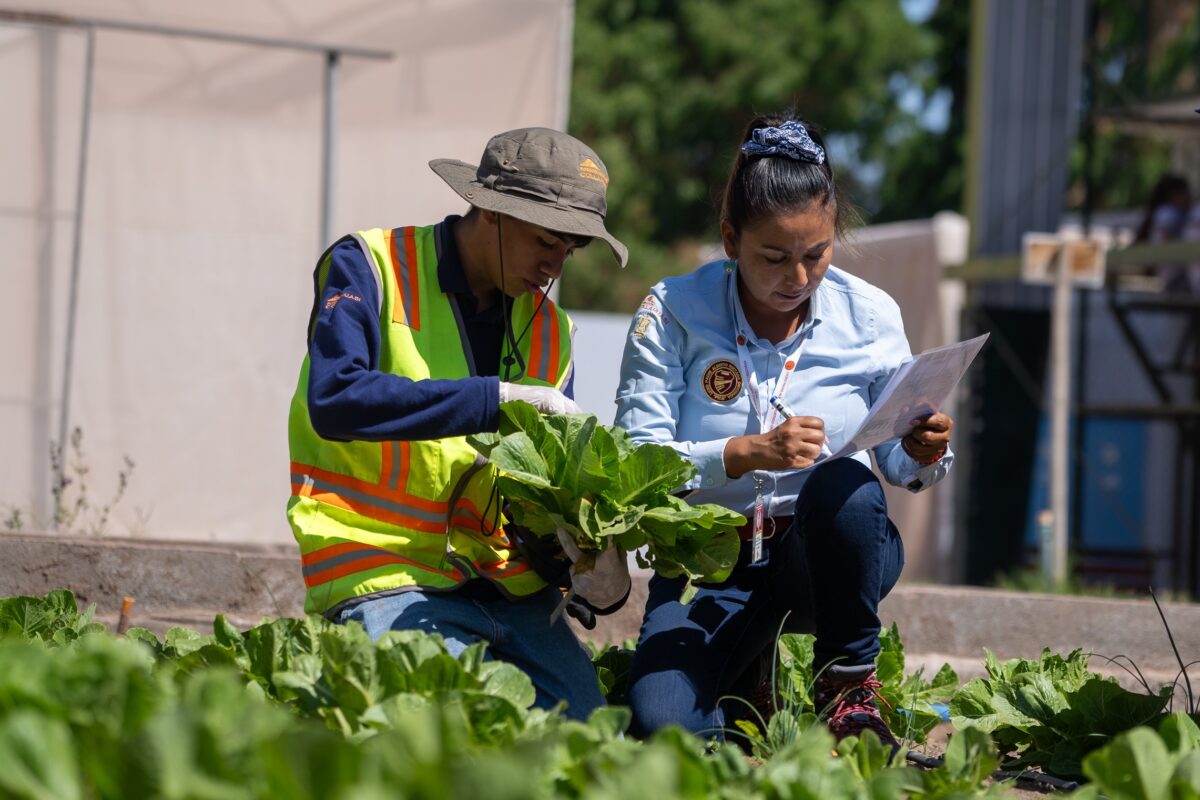 Estudiantes del Liceo de Pica integran su producción hortícola a la cadena de abastecimiento regional Estudiantes del Liceo de Pica integran su producción hortícola a la cadena de abastecimiento regional