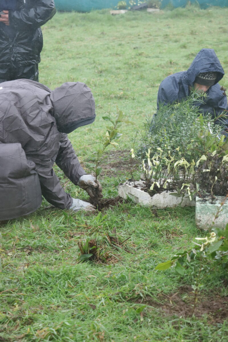Industria minera se suma al voluntariado regenerativo del bosque nativo chilote Industria minera se suma al voluntariado regenerativo del bosque nativo chilote