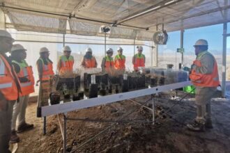 Avances en Restauración Ecológica en Salar de Atacama: 336 Especies Vegetales y Vínculo Comunitario Refuerzan la Minería Sostenible