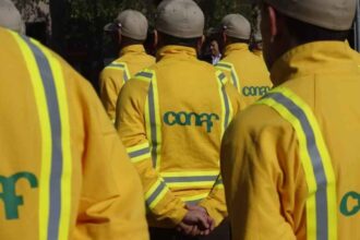 Conaf tiene ofertas de trabajo con sueldos de hasta $1,5 millones: Revisa cómo postular