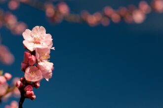 La primavera 2025 en Chile: fecha y hora de su inicio oficial
