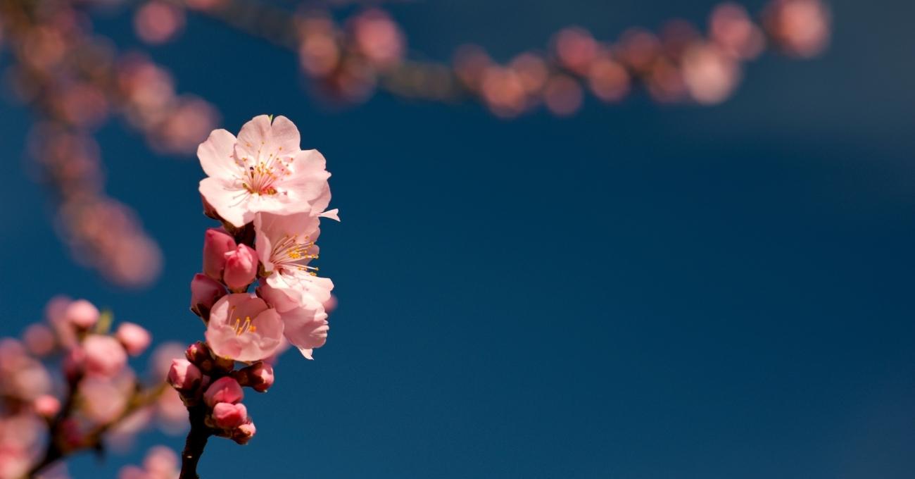 La primavera 2025 en Chile: fecha y hora de su inicio oficial