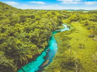 Sucuriú: el megaproyecto de Arauco en Brasil que transformará la industria de la celulosa y generará miles de empleos