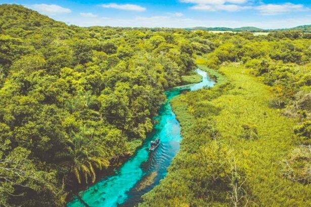Sucuriú: el megaproyecto de Arauco en Brasil que transformará la industria de la celulosa y generará miles de empleos