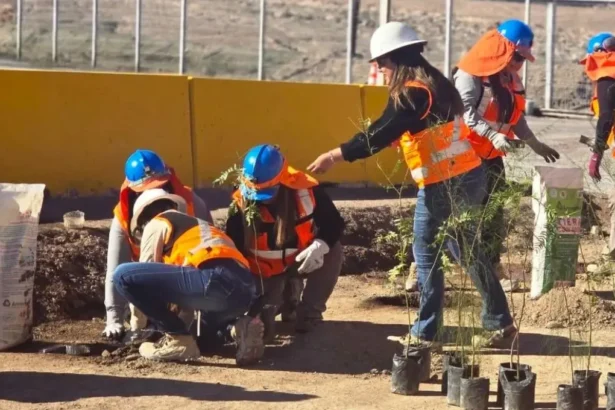“Las Añañucas” reciben la primavera con plantación de especies autóctonas en medio del desierto