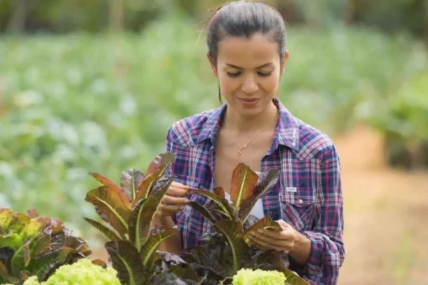 Programa ayuda a jóvenes a comprar terrenos rurales: Así funciona la iniciativa