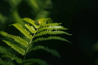 Un helecho capaz de producir minerales abre una posible ruta hacia una minería sostenible de tierras raras