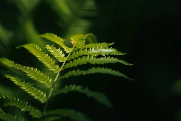 Un helecho capaz de producir minerales abre una posible ruta hacia una minería sostenible de tierras raras