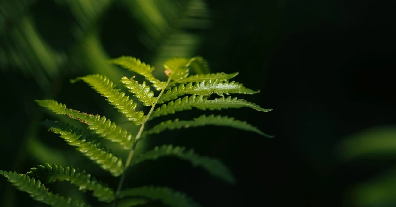 Un helecho capaz de producir minerales abre una posible ruta hacia una minería sostenible de tierras raras