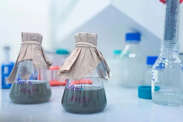 Microorganismos chilenos revolucionan minería al extraer cobalto sustentable para electromovilidad