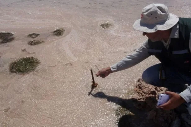 Albemarle apela millonaria multa de la SMA por supuesta sobre extracción en Atacama
