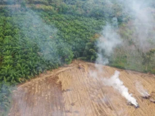 Indonesia multa con 2.300 millones a empresas por daños en bosques protegidos