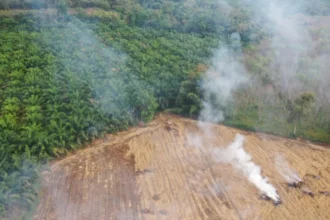 Indonesia multa con 2.300 millones a empresas por daños en bosques protegidos