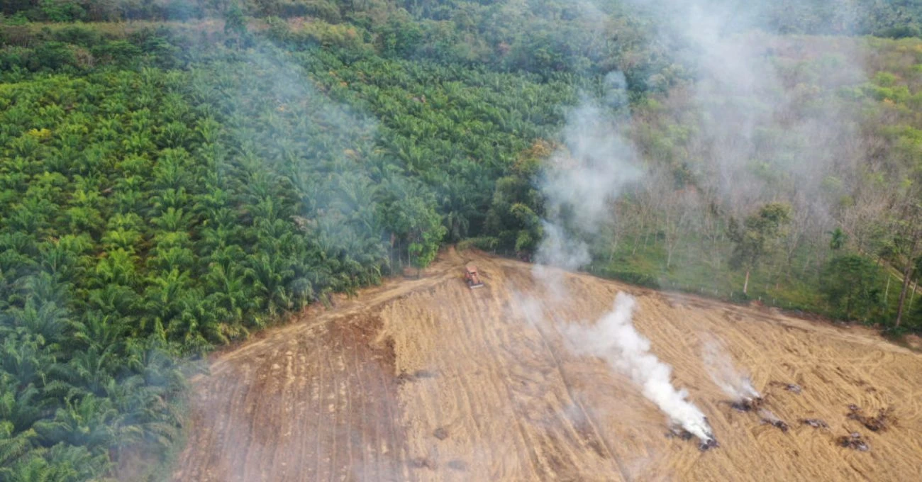 Indonesia multa con 2.300 millones a empresas por daños en bosques protegidos