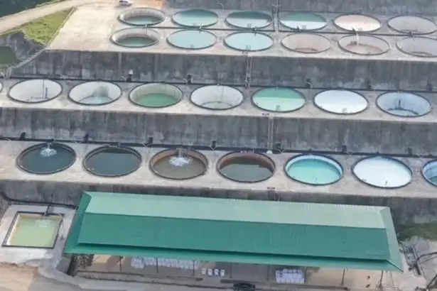 Brazilian Critical Minerals logra avance en tierras raras magnéticas en el proyecto Ema