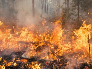 Declaran Alerta Roja en Valparaíso por incendio forestal: llaman a evacuar