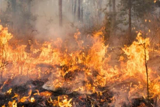 Declaran Alerta Roja en Valparaíso por incendio forestal: llaman a evacuar