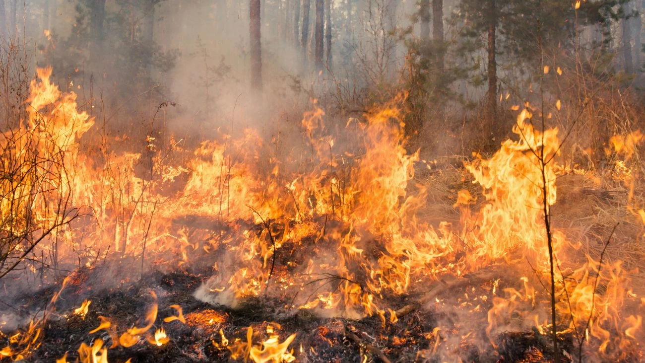 Declaran Alerta Roja en Valparaíso por incendio forestal: llaman a evacuar