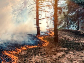 Senapred declara Alerta Roja en Paredones por incendio forestal