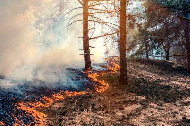 Senapred declara Alerta Roja en Paredones por incendio forestal