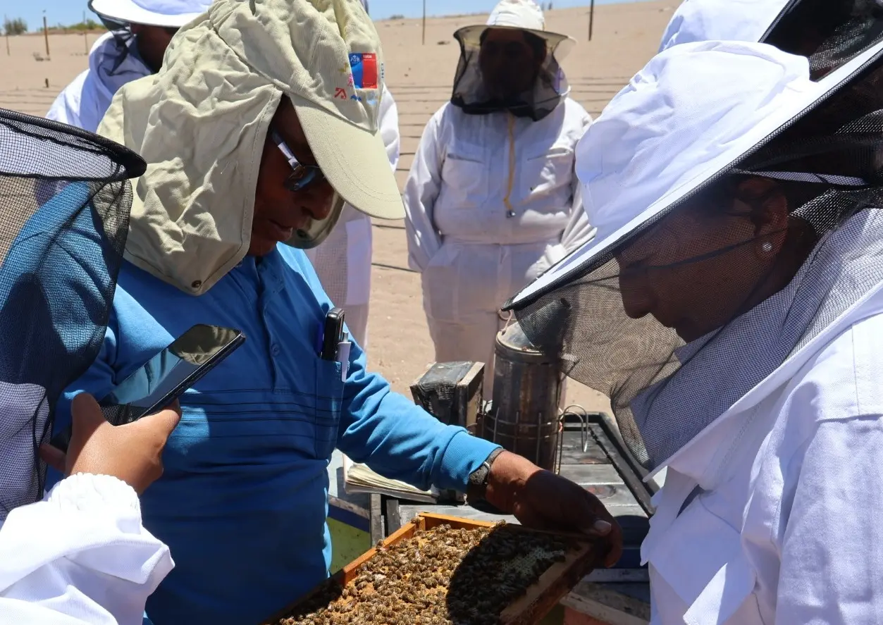 Fundación Collahuasi y Seremi de Agricultura entregan colmenas para fomentar la apicultura en el Tamarugal