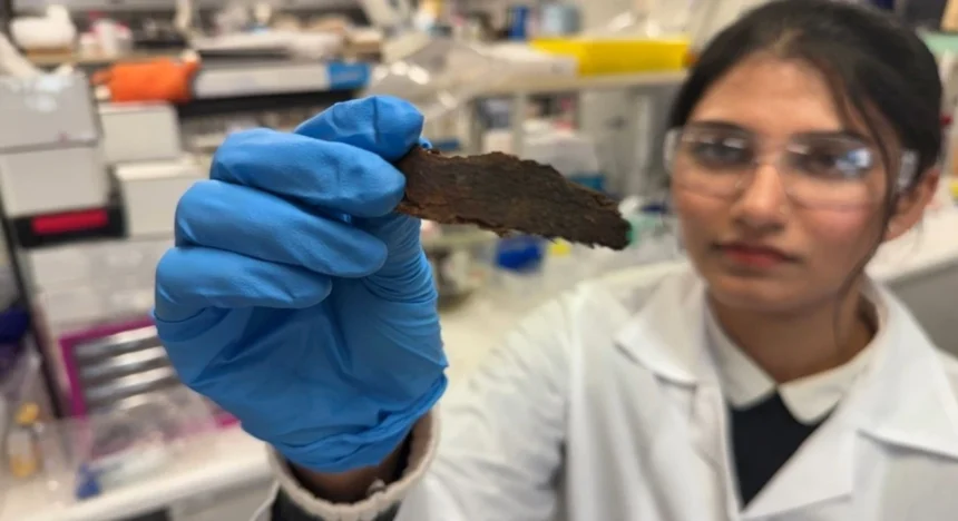 Investigadores convierten corteza de eucalipto en filtros de carbono para purificación ambiental