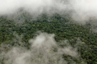 Amazonía genera lluvias clave para agricultura: beneficio anual supera 18.500 millones euros