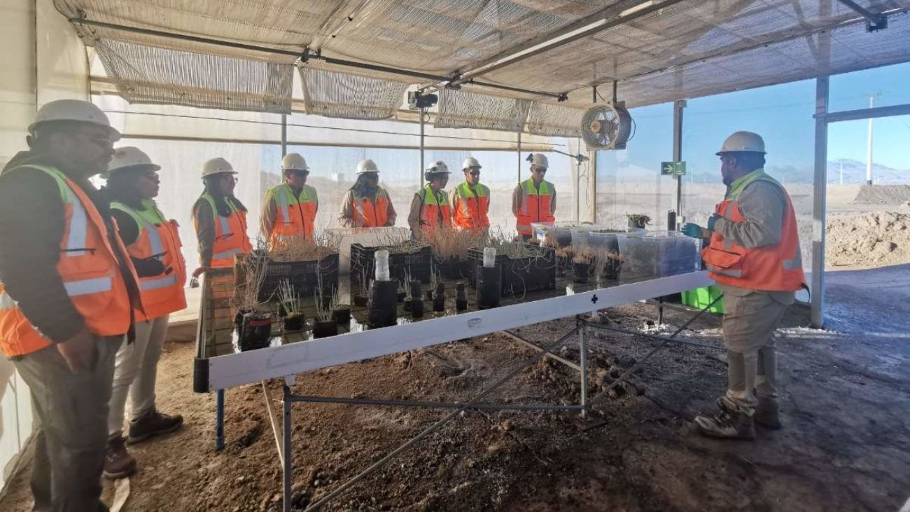 Avances en Restauración Ecológica en Salar de Atacama: 336 Especies Vegetales y Vínculo Comunitario Refuerzan la Minería Sostenible
