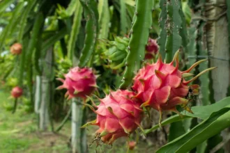 Baterías revolucionarias: crean material clave a partir de cáscaras de pitahaya