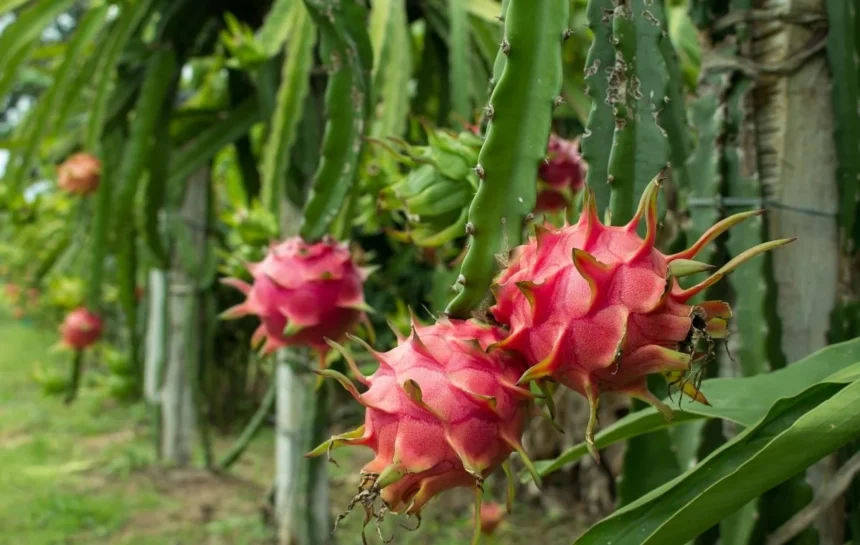 Baterías revolucionarias: crean material clave a partir de cáscaras de pitahaya