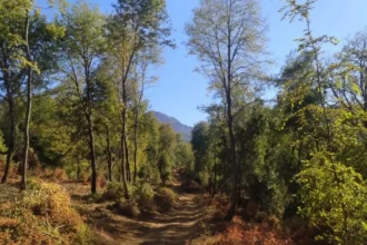 Bosque nativo en Chile: clave para desarrollo sostenible y acción climática