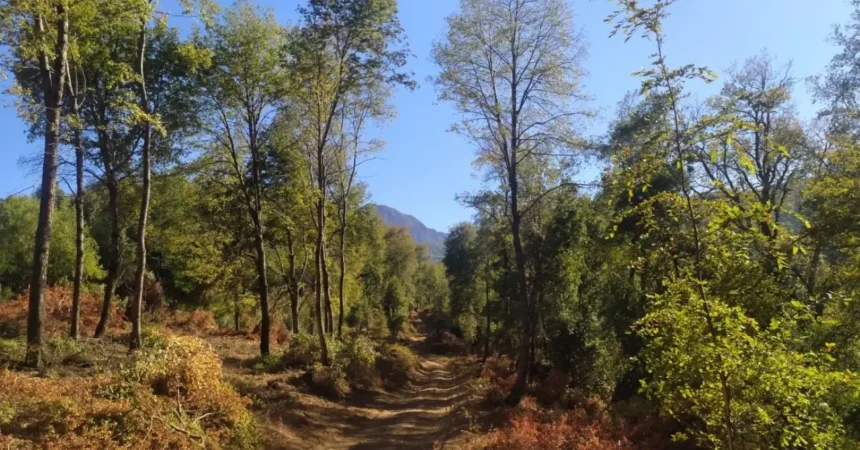Bosque nativo en Chile: clave para desarrollo sostenible y acción climática
