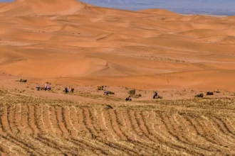 China estabiliza arena del desierto en 10 a 16 meses: cianobacterias reducen la erosión en más de 95% en zonas tratadas