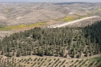 China frena avance del desierto Taklamakan con 66.000 millones de árboles plantados