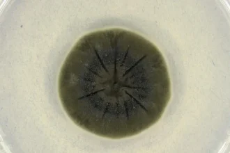 Cladosporium sphaerospermum: el hongo de Chernóbil que creció 21% más en la ISS y dejó una señal de blindaje