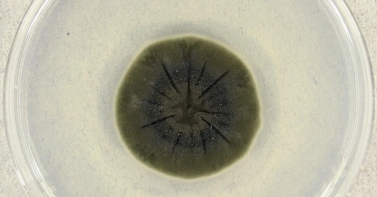Cladosporium sphaerospermum: el hongo de Chernóbil que creció 21% más en la ISS y dejó una señal de blindaje