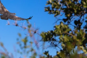 Codelco y UOH fortalecen protección de fauna nativa en Carretera El Cobre
