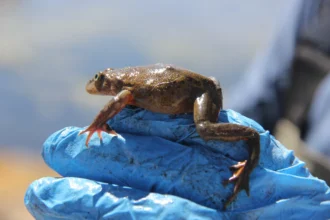 Compromiso Minero destaca avances del sector en la protección del medio ambiente y la biodiversidad